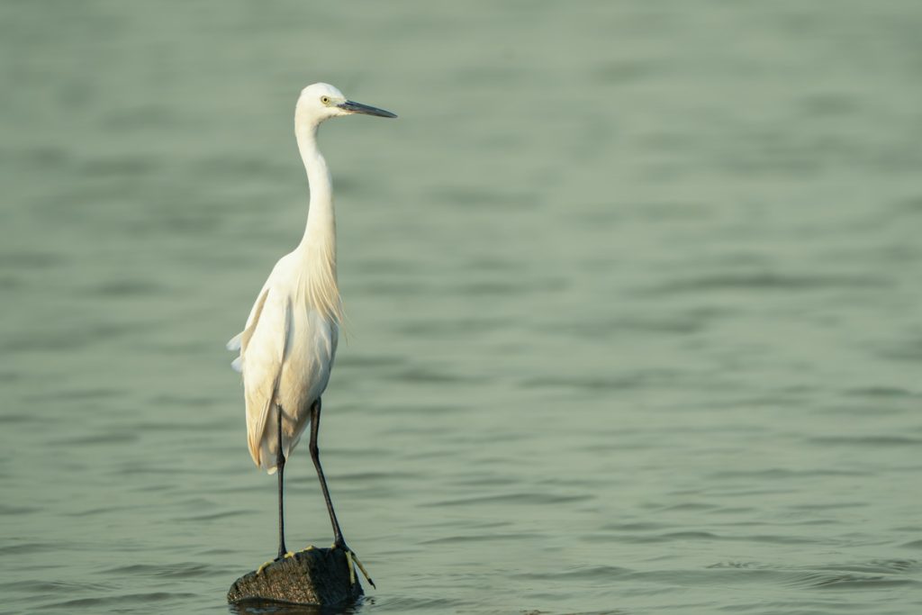 A photo of a gracefull bird.