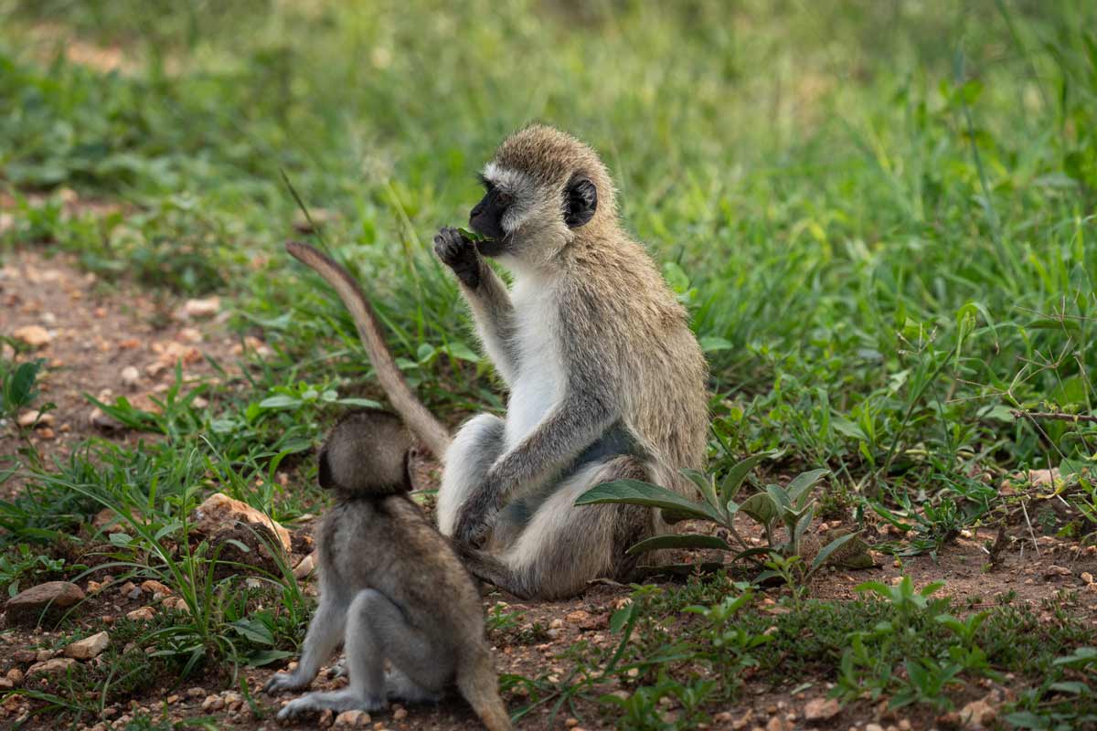 A vervet mother and her baby.