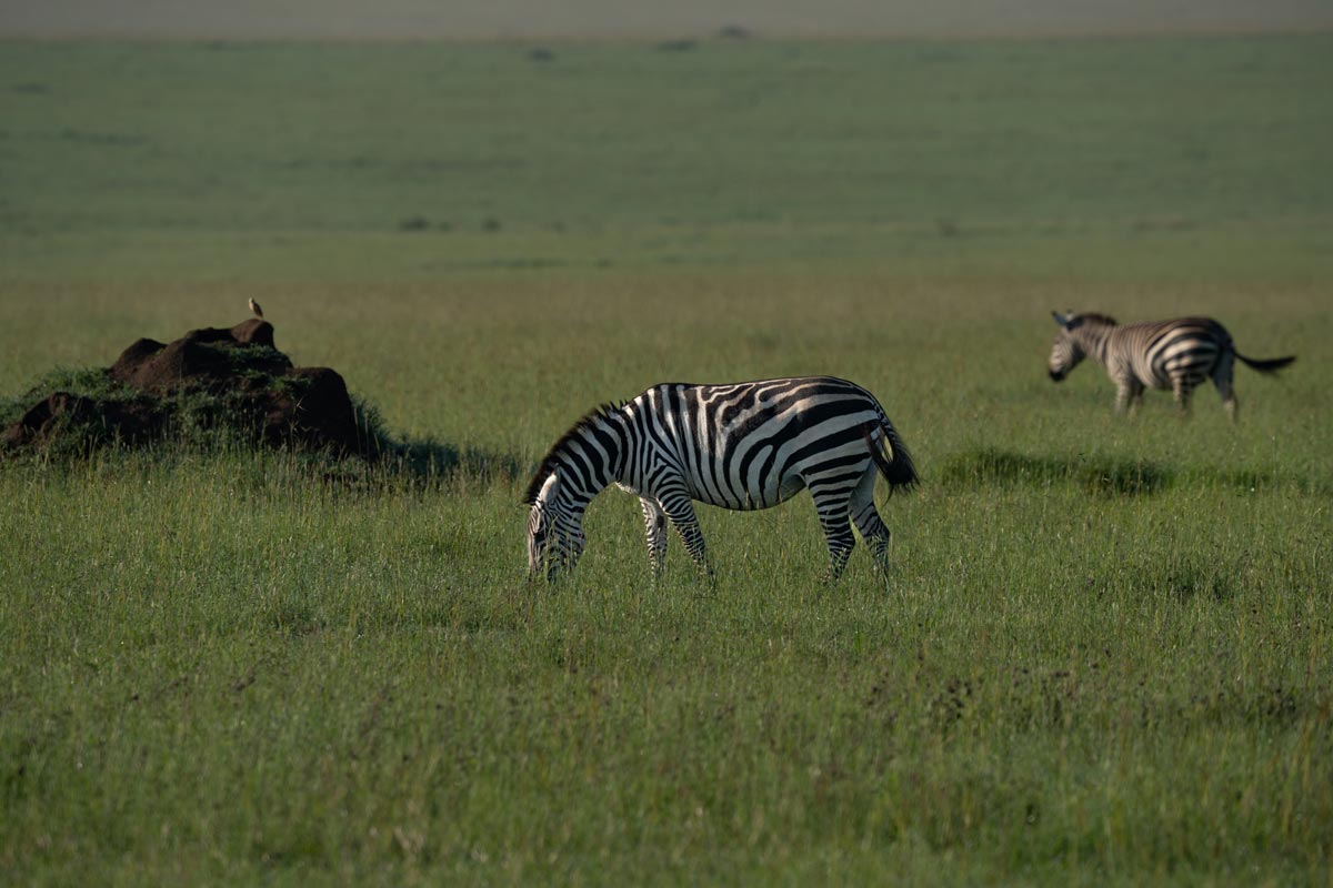 A zebra is eating grass.