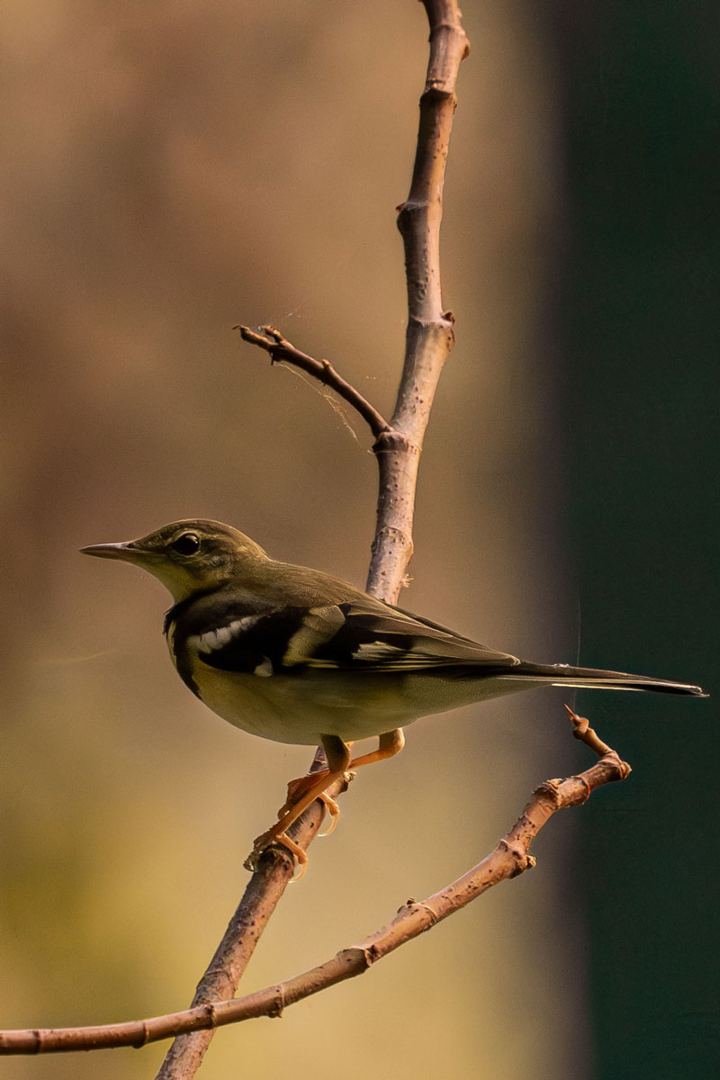 grey wagtail is standing in a very thin stick