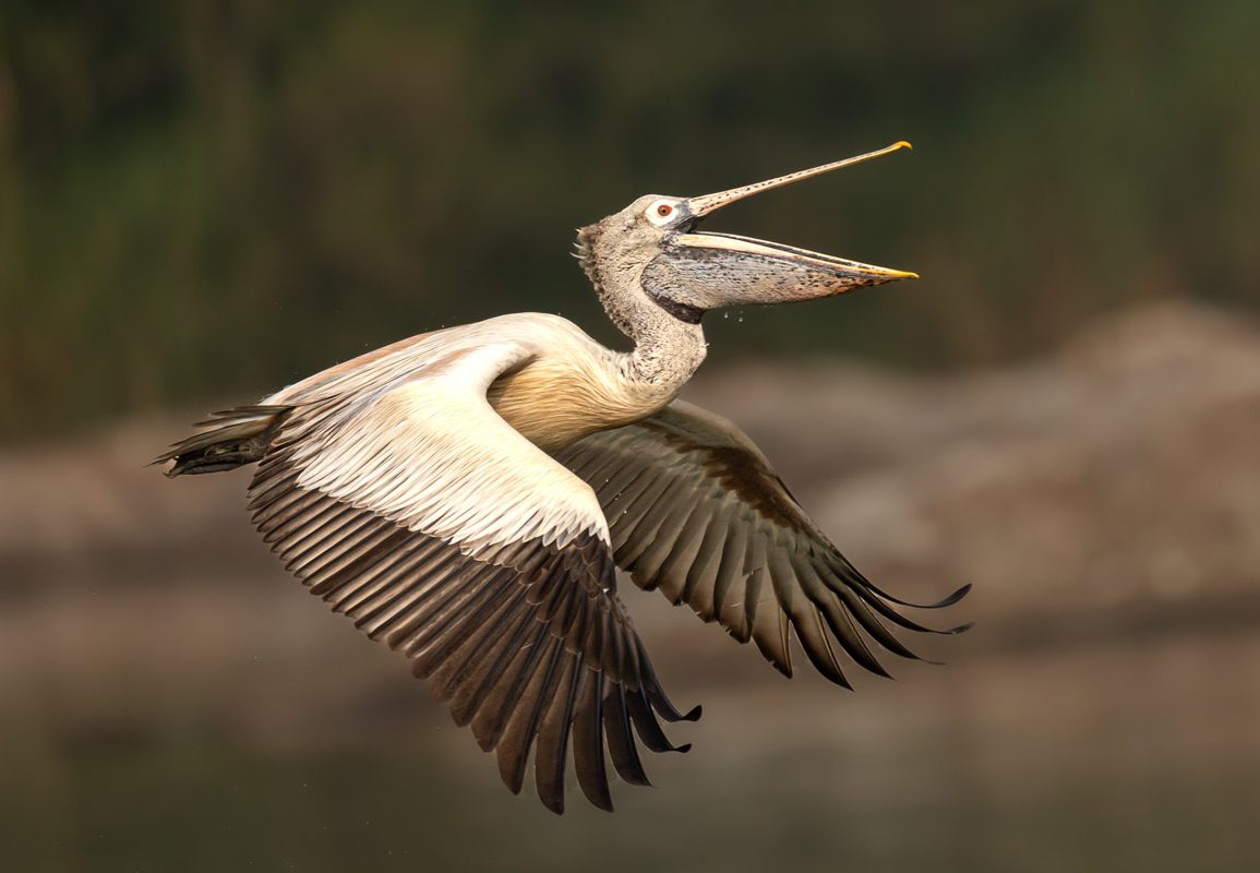 spot billed pelican is flying and opened mouth