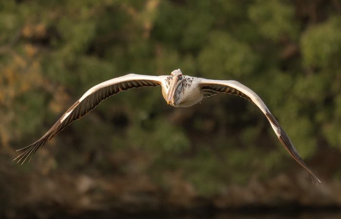 spot billed pelician looking intense