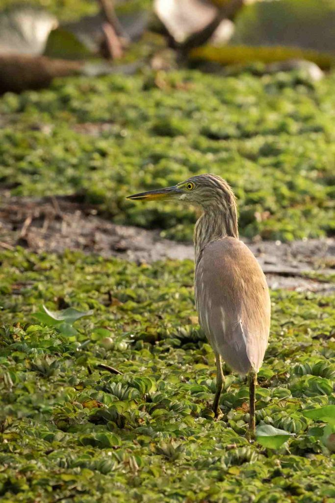 heron looking for food in fields.