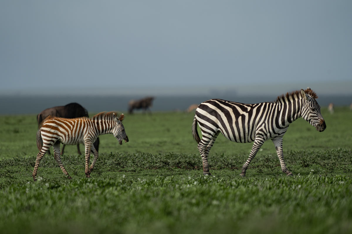 A baby zebra is having a walk with his mother.