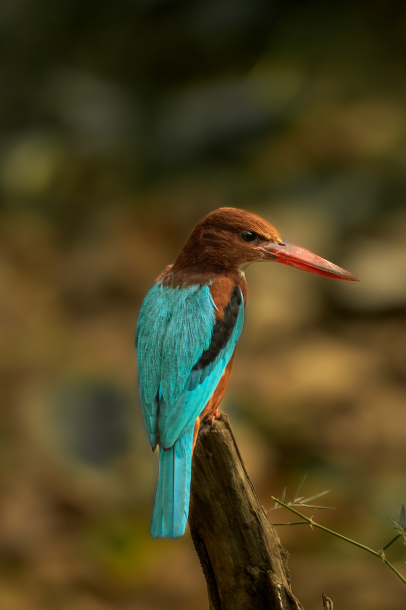 a kingfisher is find a place to stand