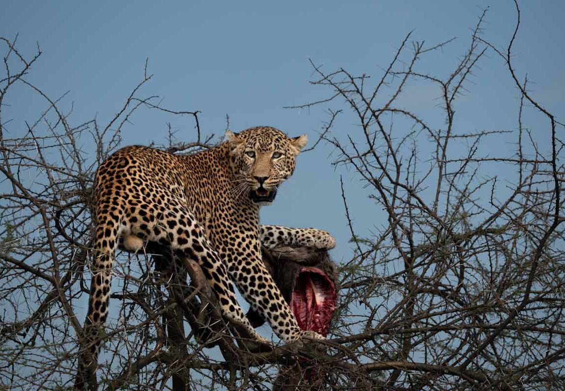 A leopard is eating a hyena atop a tree.