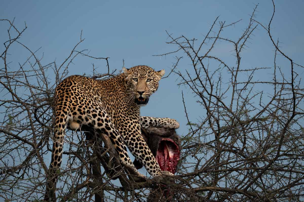 A leopard is eating a hyena atop a tree.