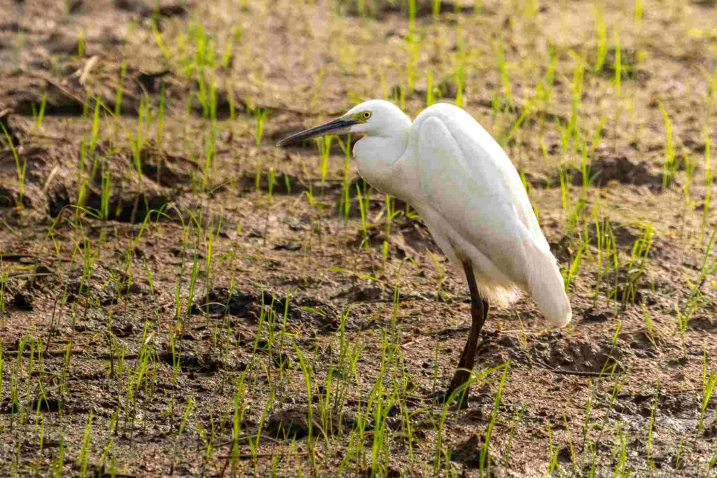 little egret looking for food in the fields