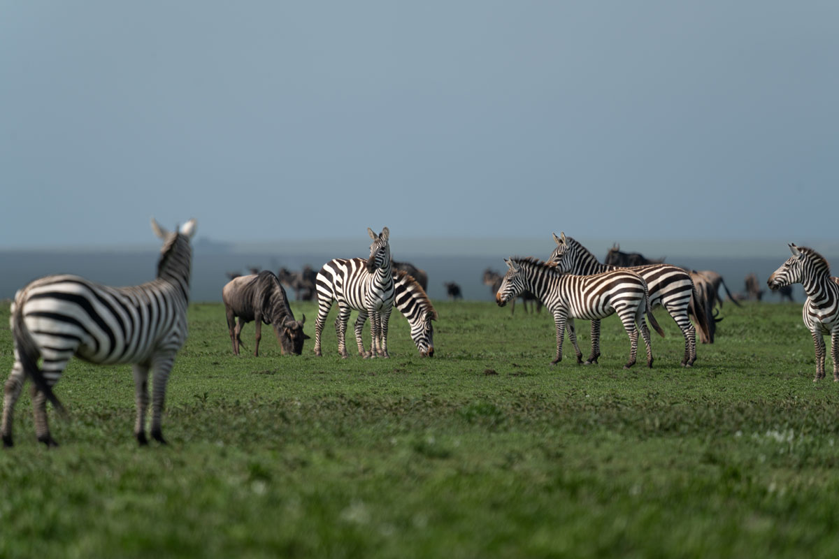 A wild beast with a group of zebras.