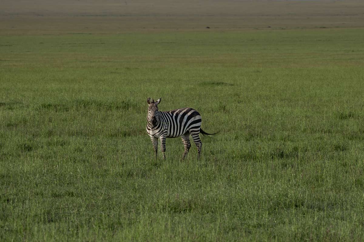 A lone zebra.