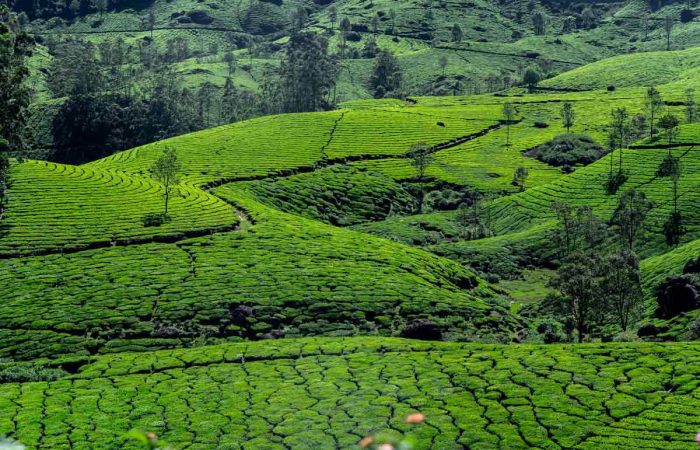 A picture of landscape with tea plantation