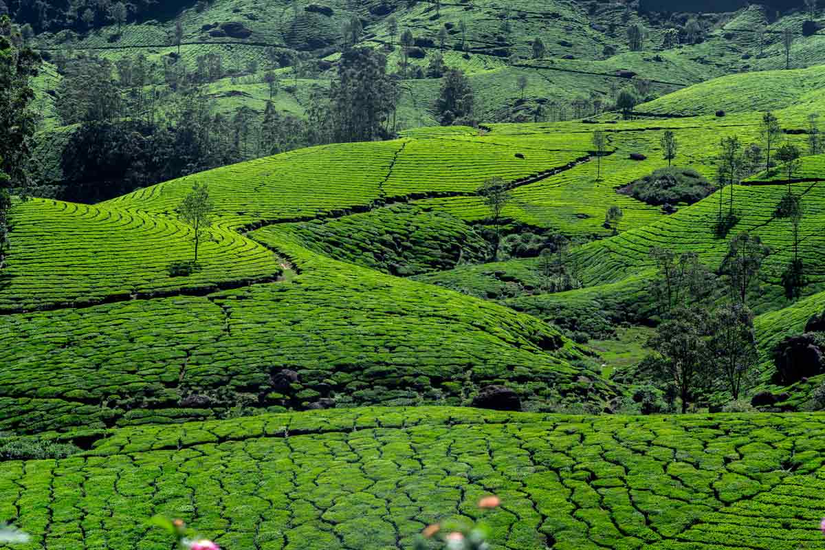 A picture of landscape with tea plantation