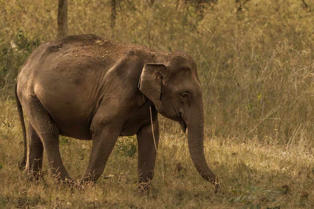 a elephant is walking