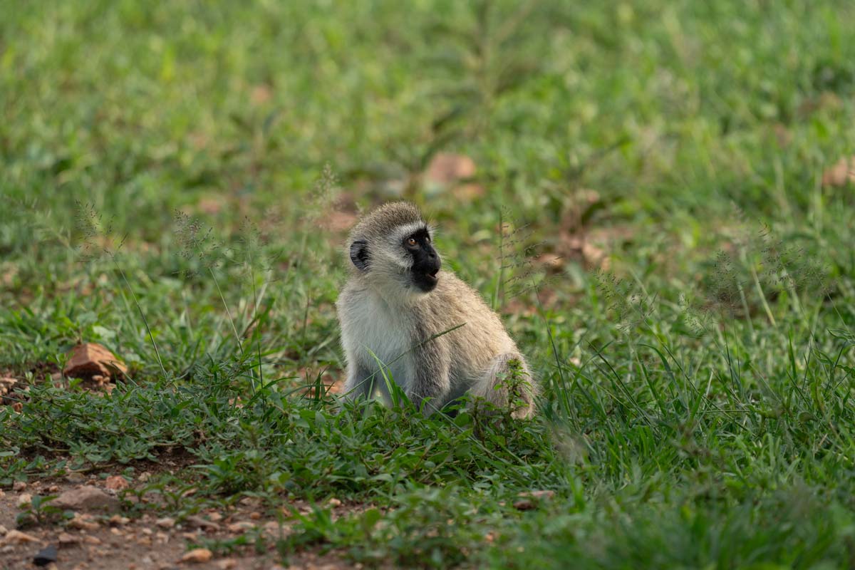 A vervet is shocked by something.