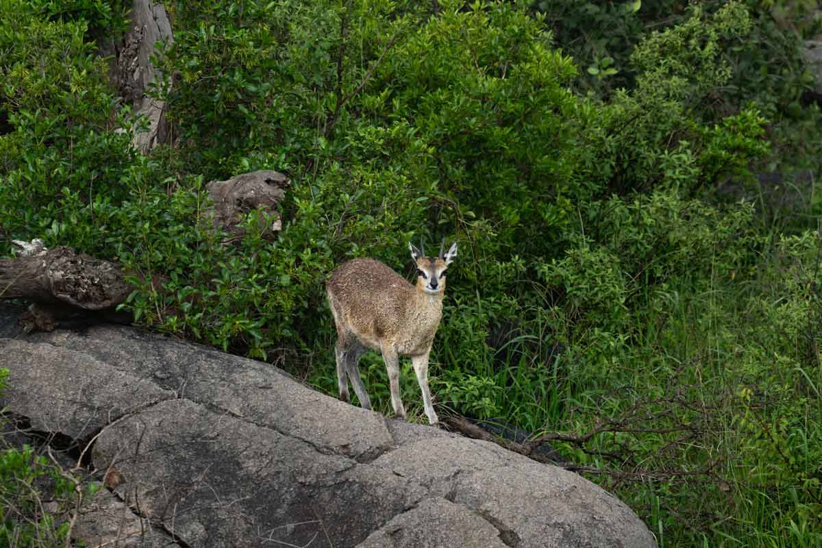 A klipspringer is standing on the rock.