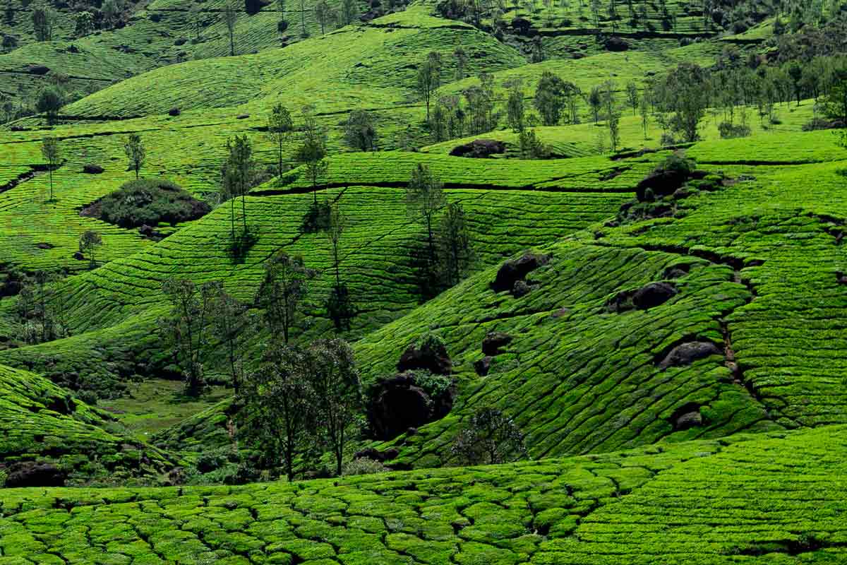 A picture of landscape in munnar