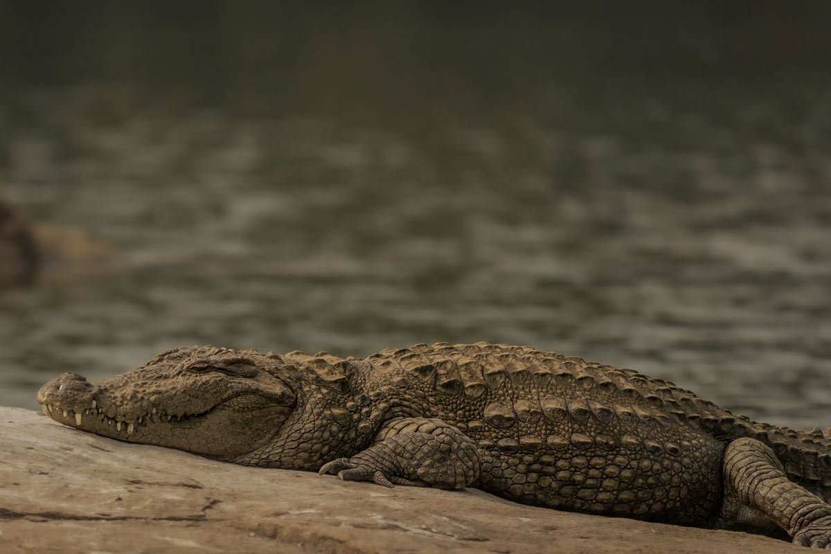  a crocodile in the stone