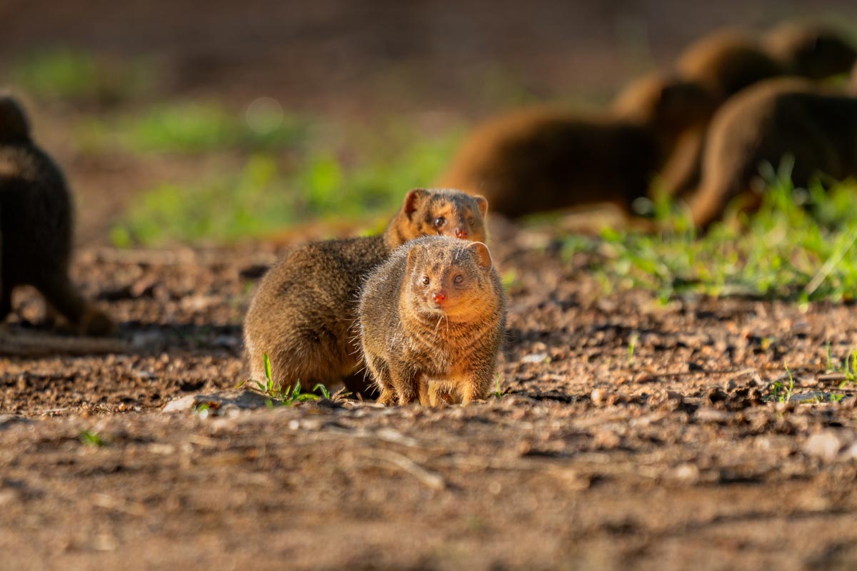 Two dwarf mongoose are observing the area.