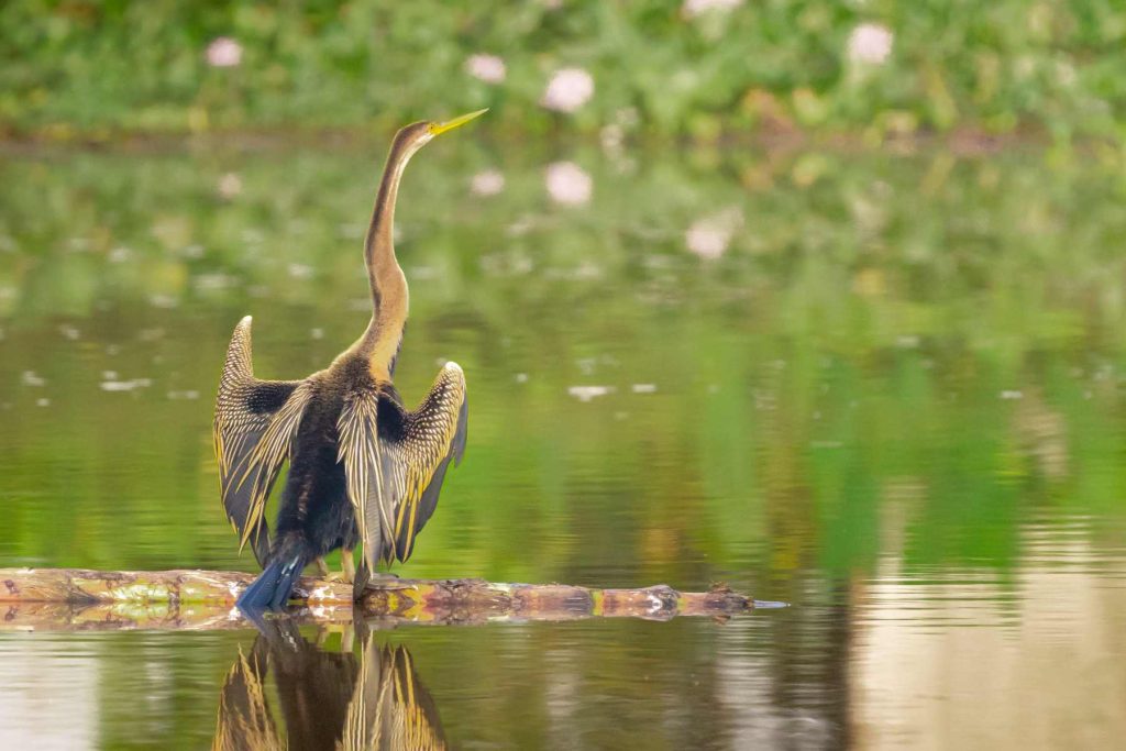 darter drying its own wings after a swim