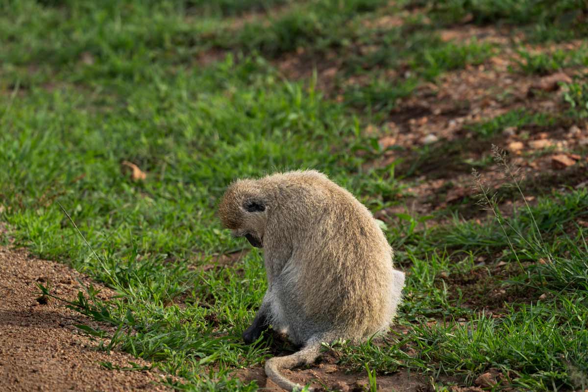 A vervet is searching something in the grass.