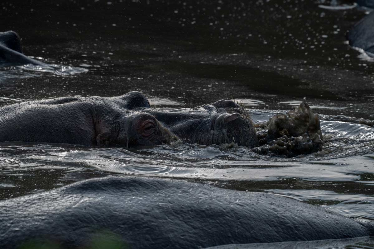 A hippo is playing with water in the lake.