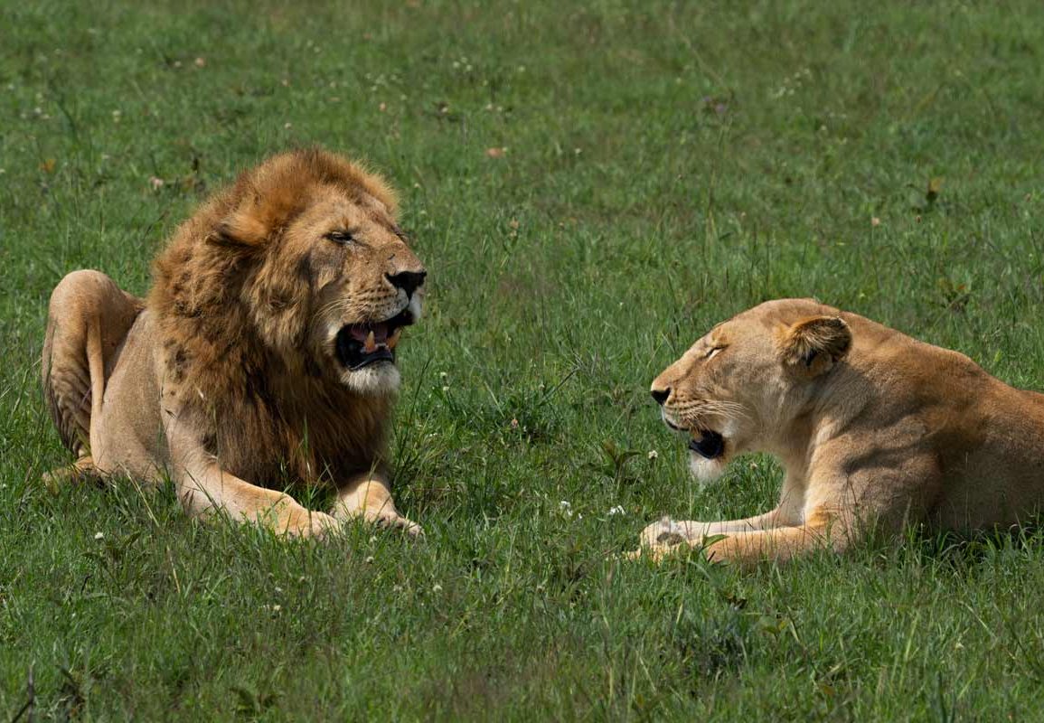 A conversation between a lion and lioness.