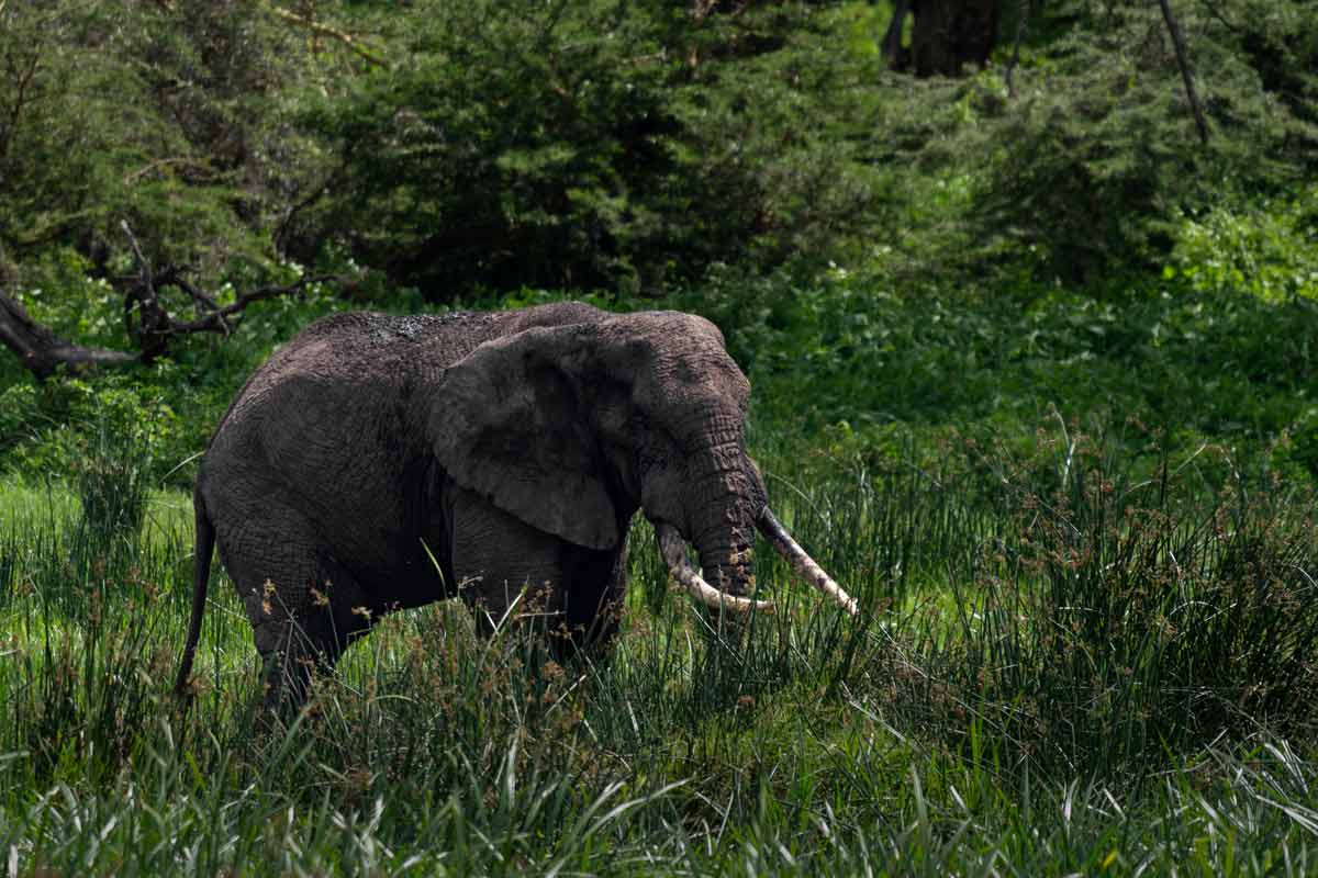 A lone elephant.