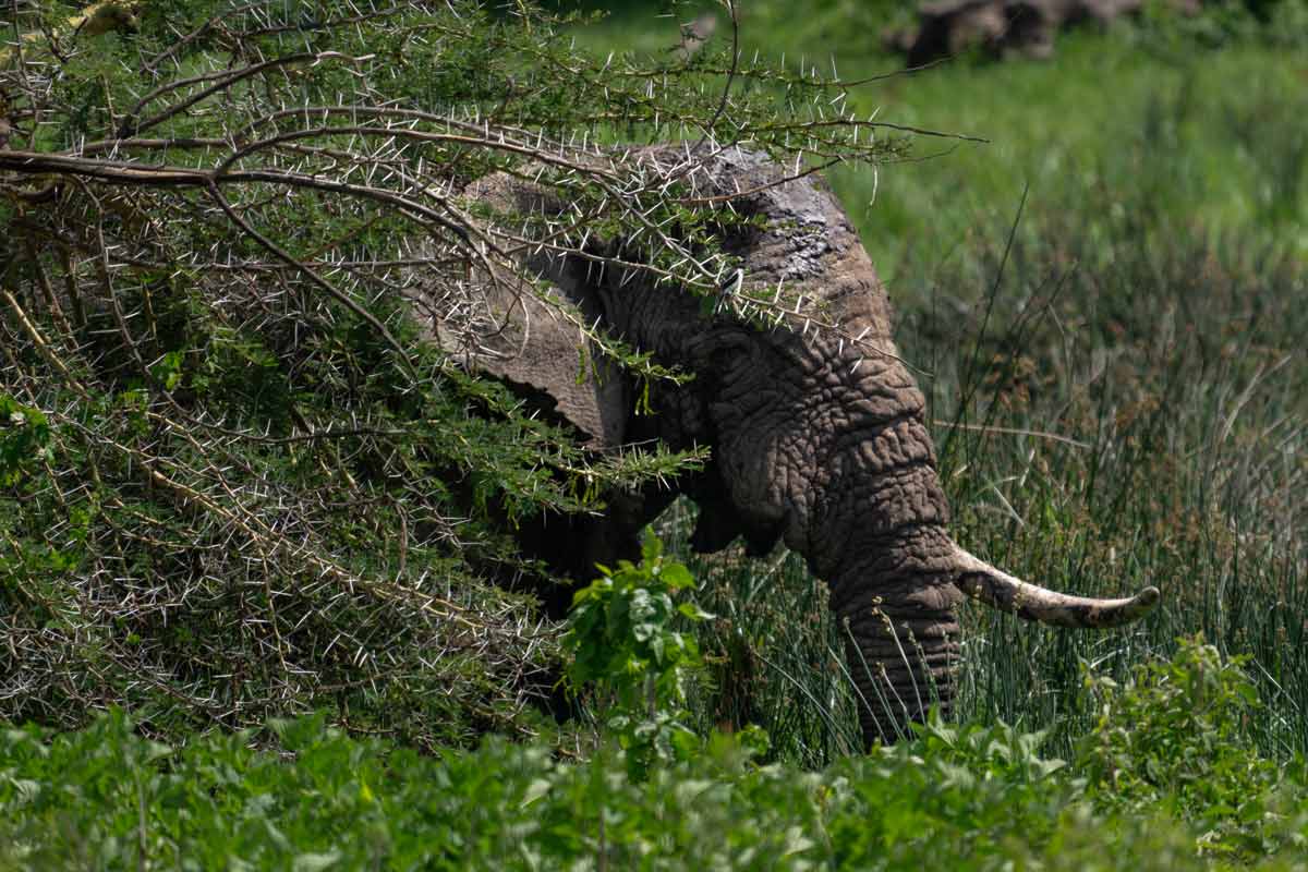 A elephant is hiding behind a bush.