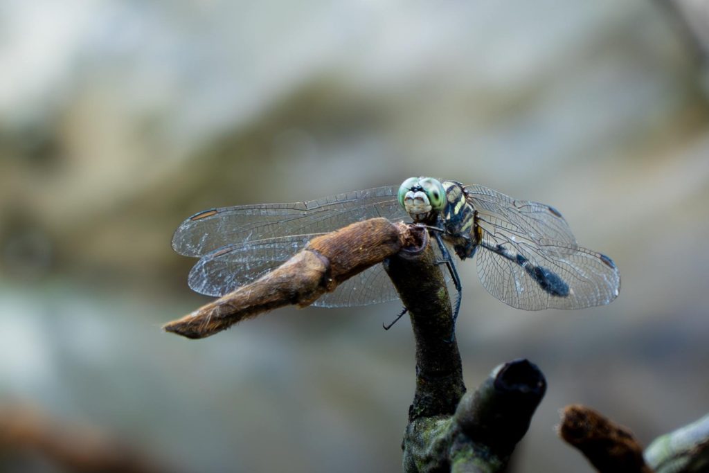 dragonfly sitting on the twig