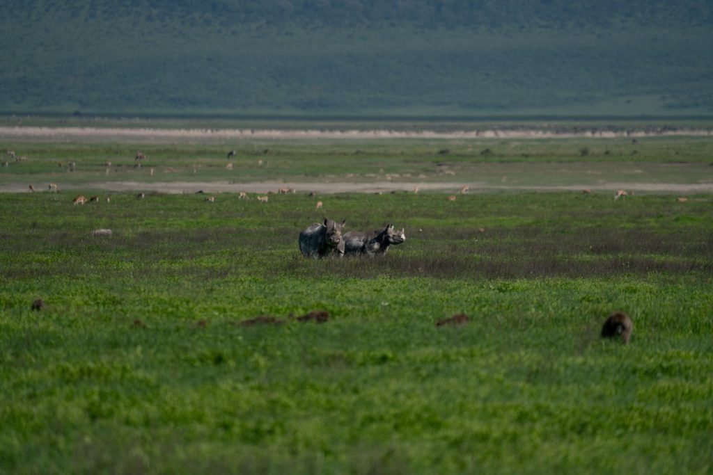 Two rhinos walking in crater plains.