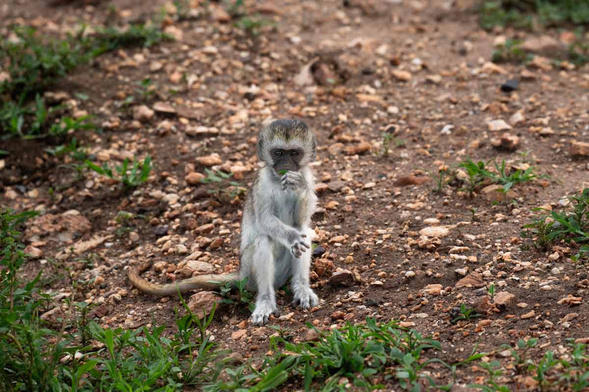 A baby vervet is eating grass.