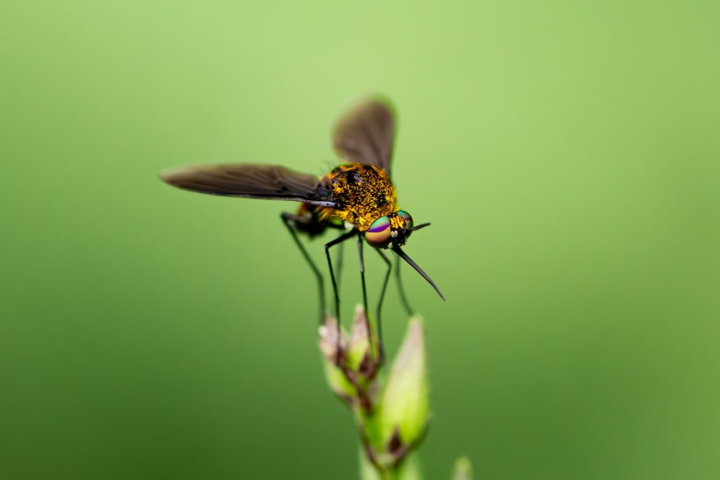 colorful eyes of the fly