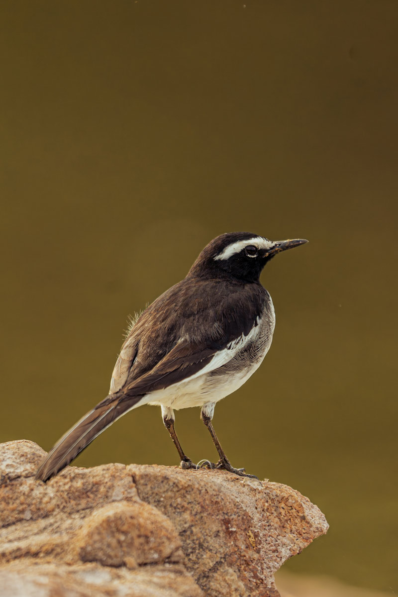 white browed wagtail is standing ion stone