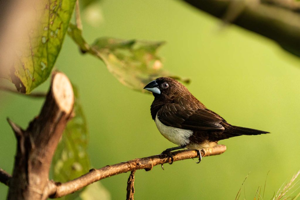 munia is chilling on a branch