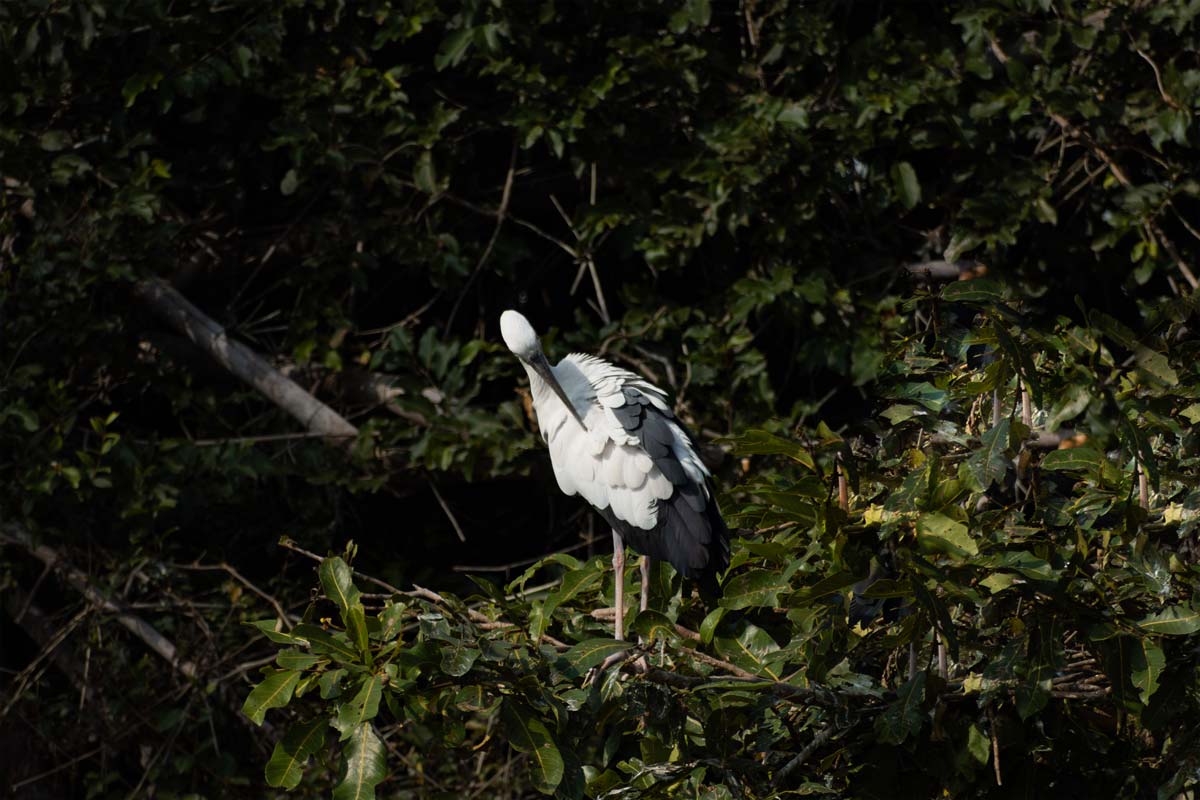 a asian openbill stork