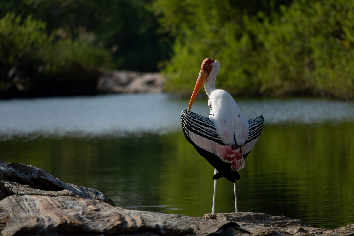 a standing painted stork