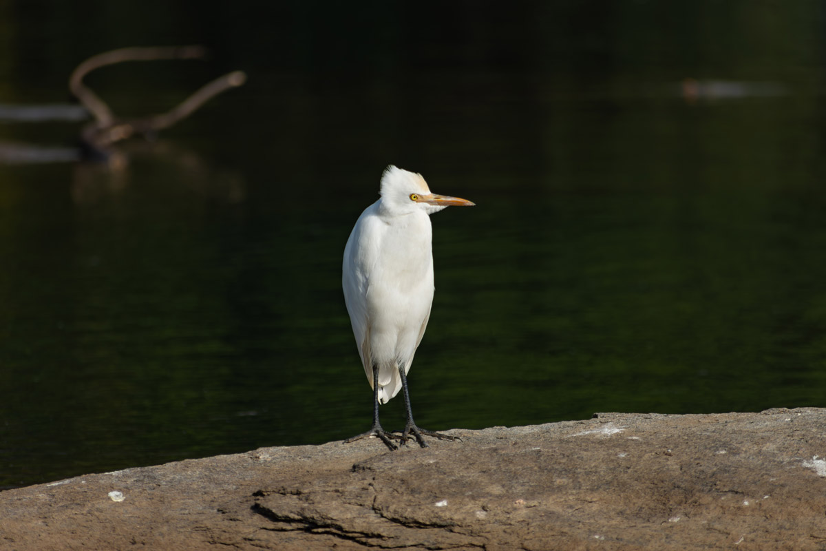 a cattle egret