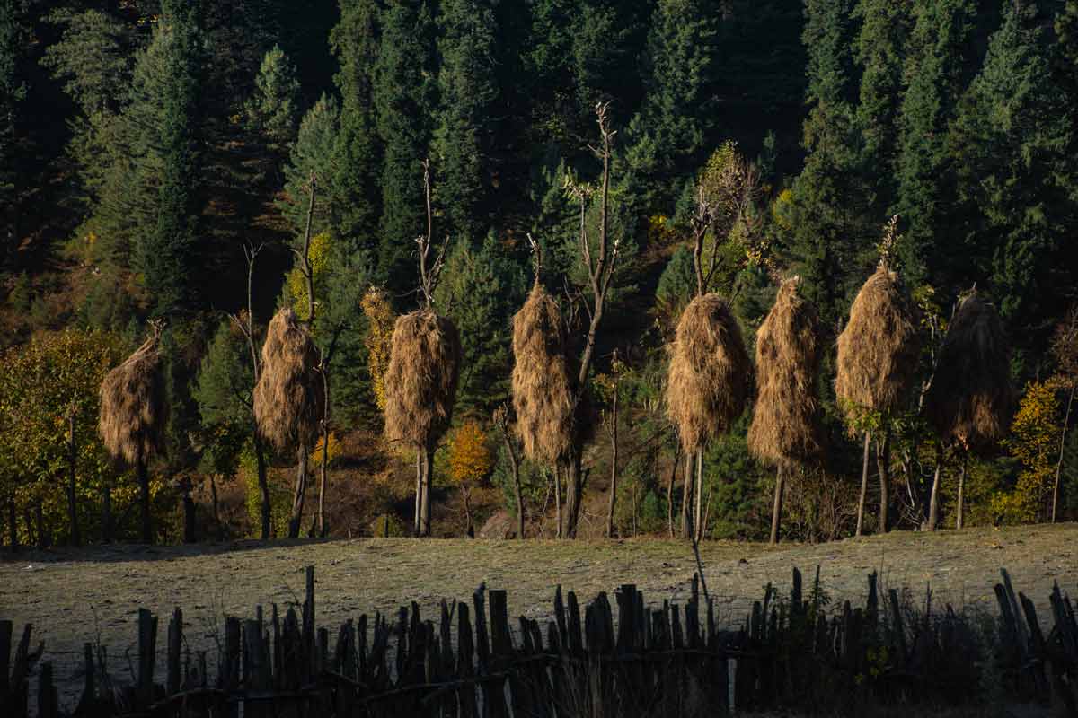 hay storing tradition in kashmir