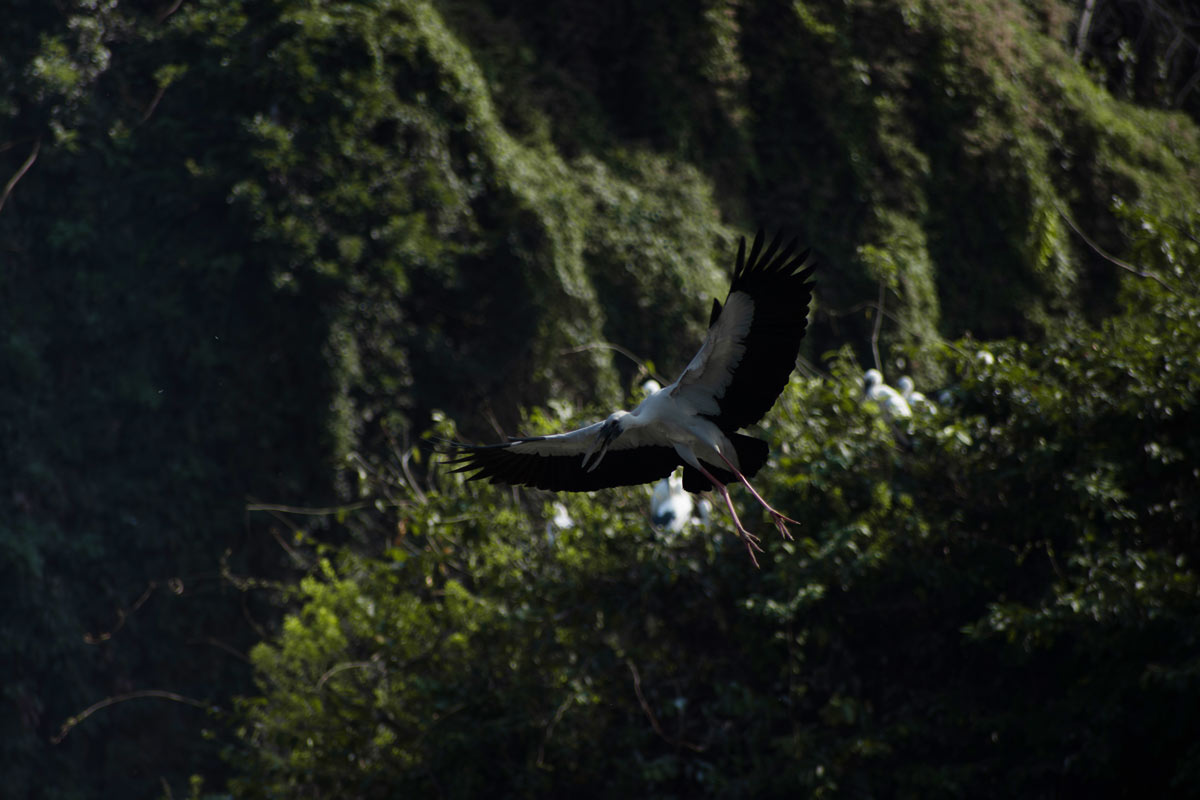 a bird is showing its feather