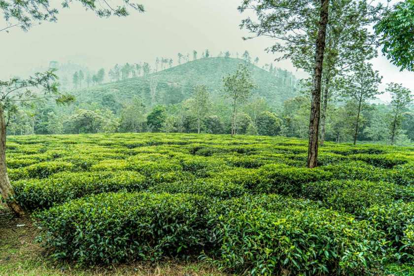 Kumilys Tea Plantations