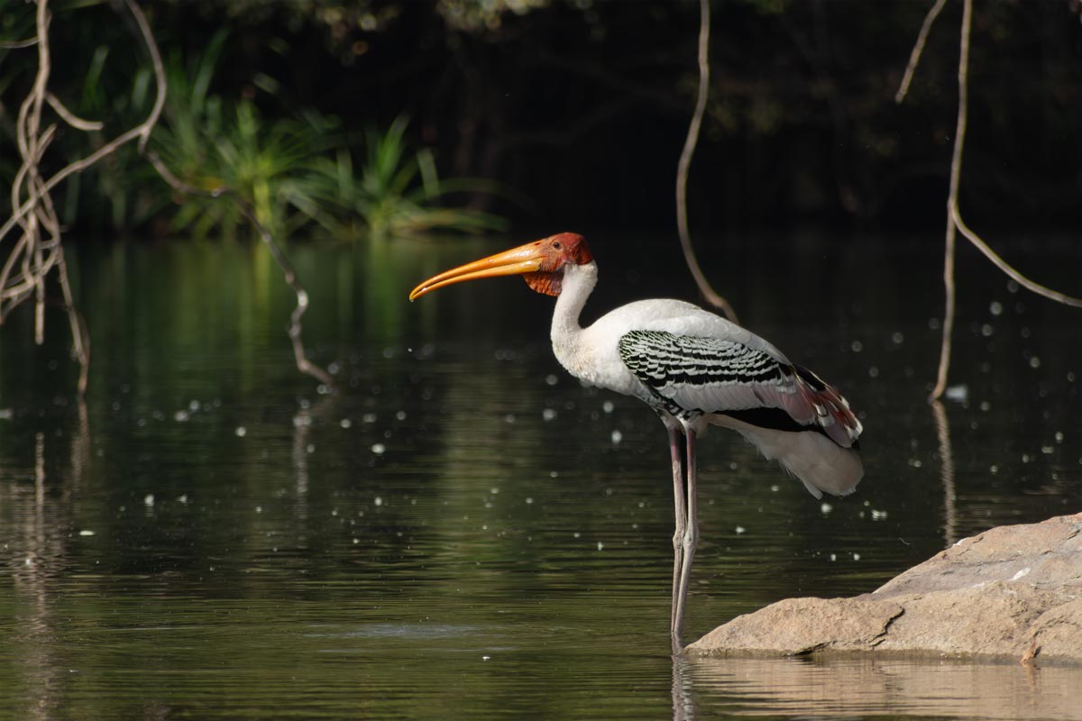 a painted stork in a water