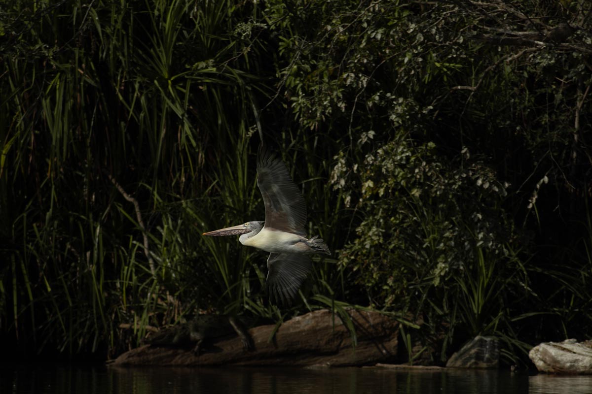 a bird is flying above water