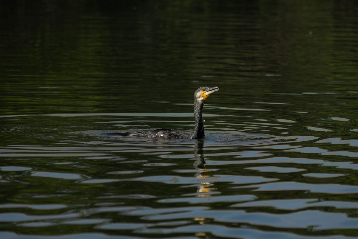 the great cormordant in water