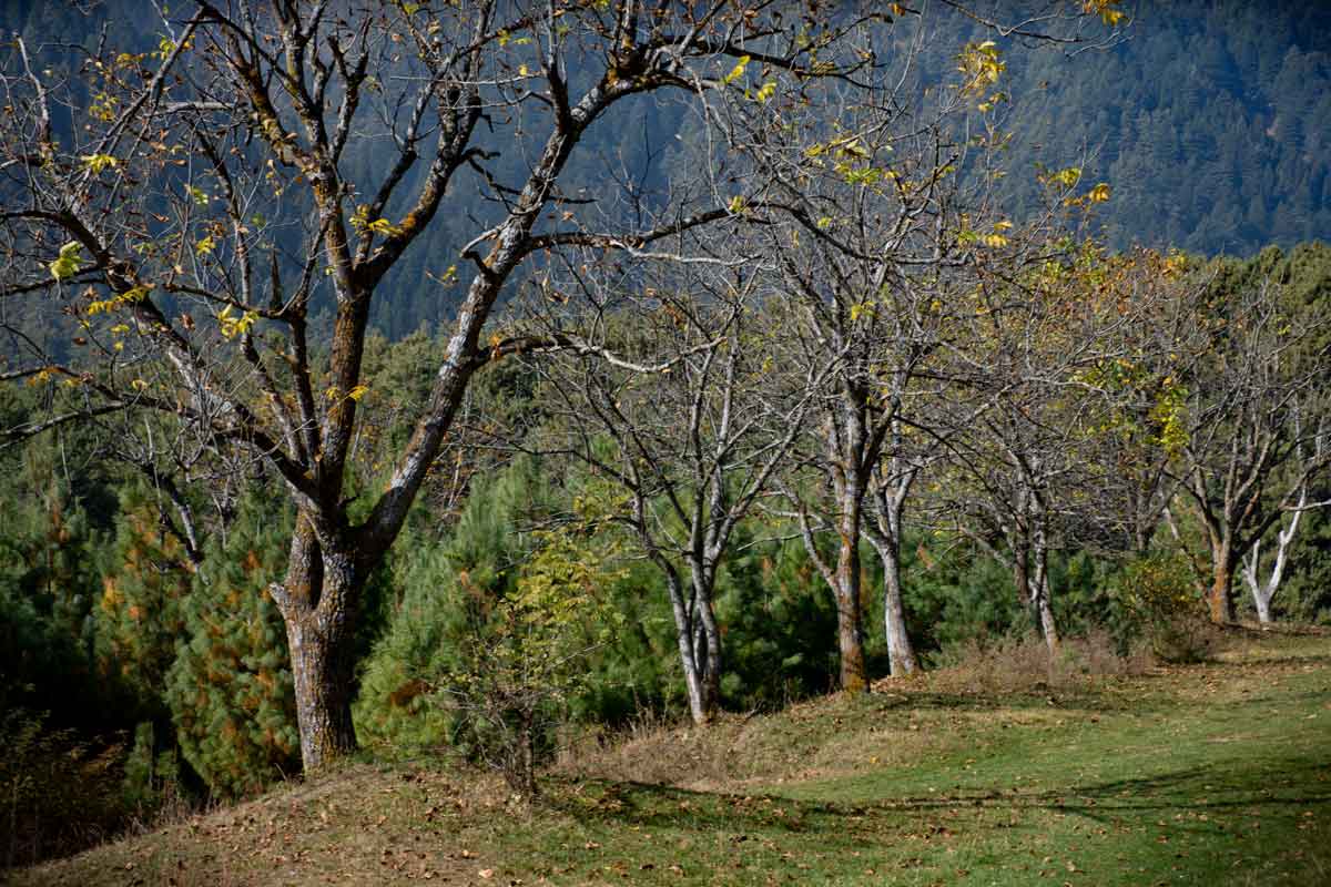 Tress in winter in kashmir