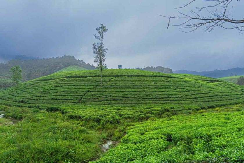 Vagamon’s Tea fields