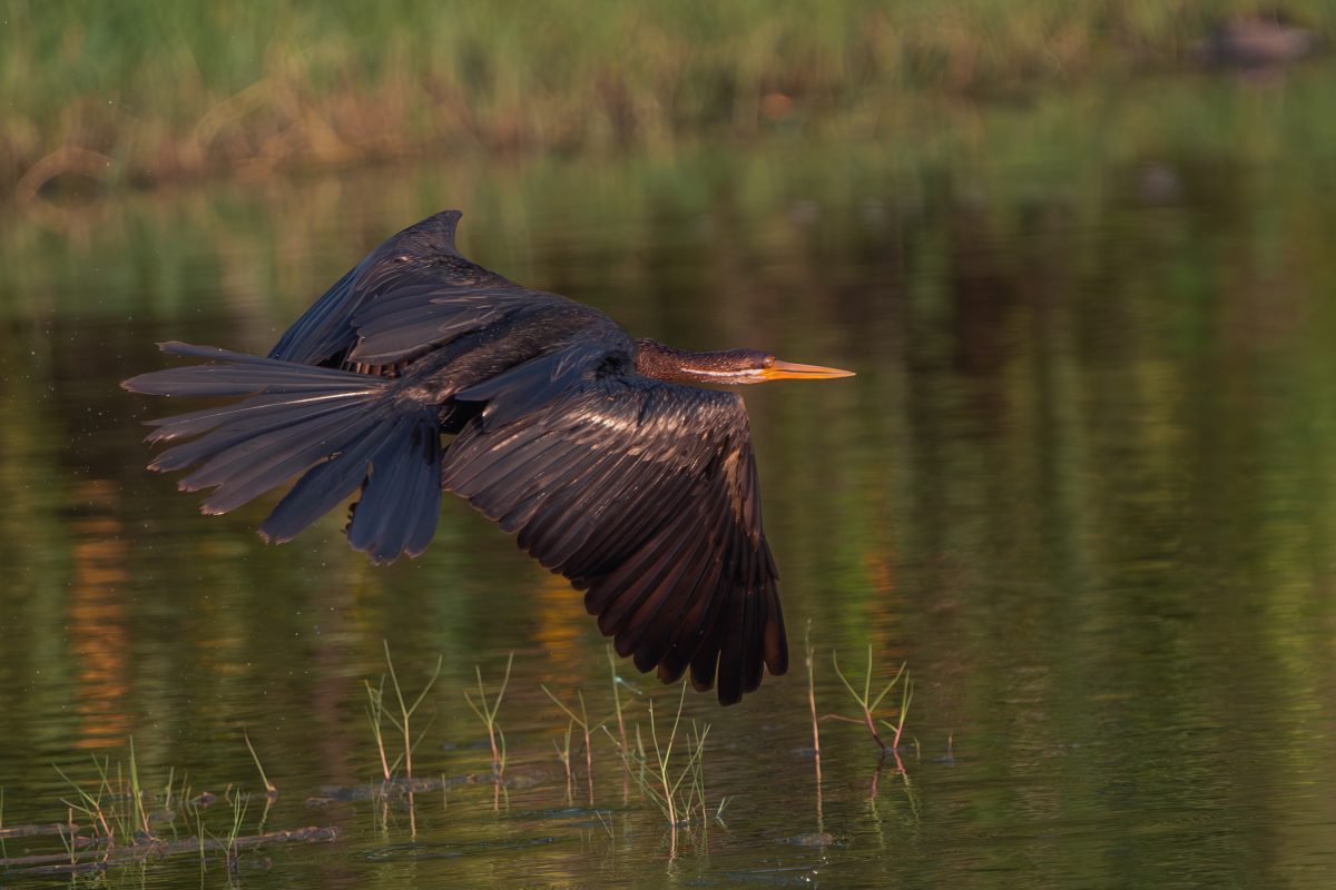 Aerial Glide forward