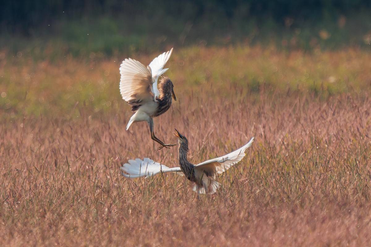 Airborne encounter on the field