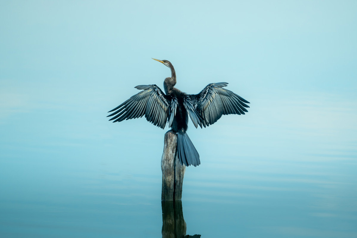 a bird drying it's wings