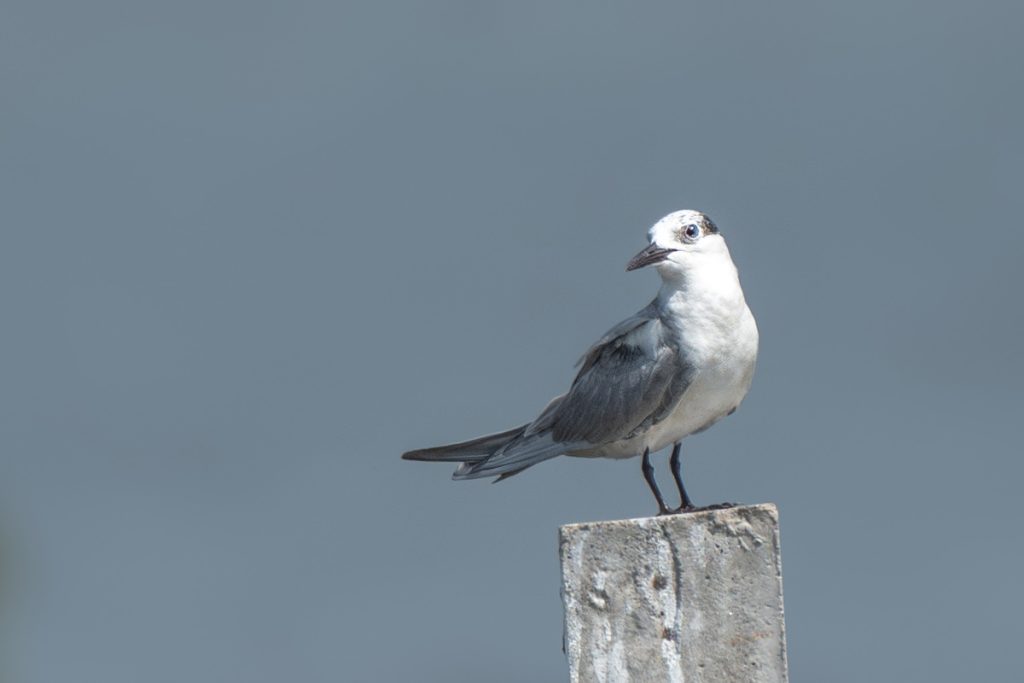 Aleutian tern