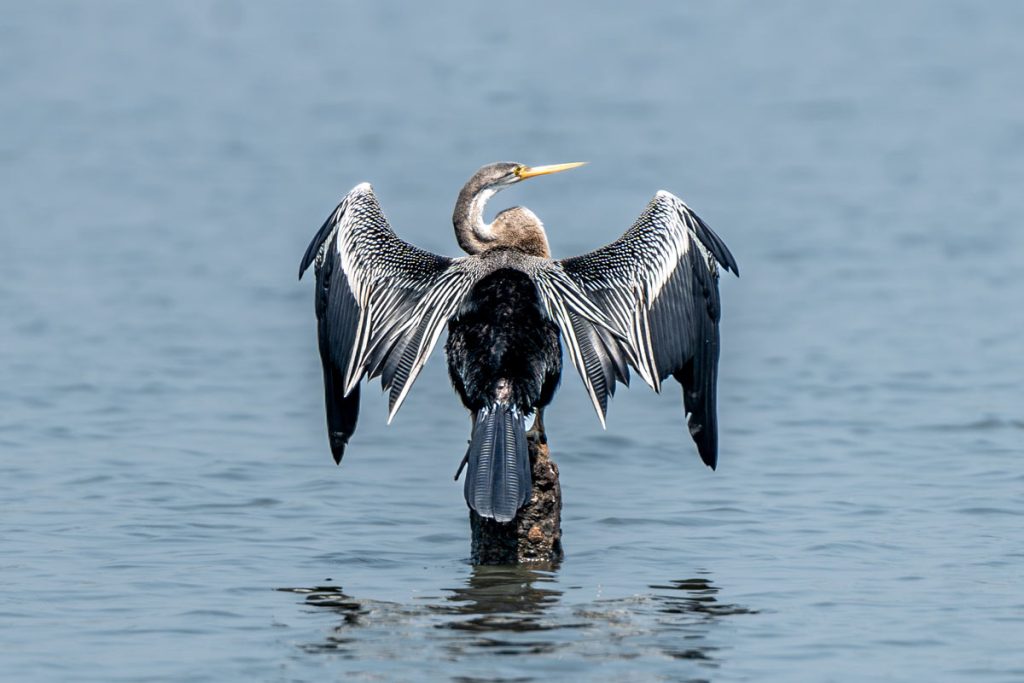 anhinga wing stretch